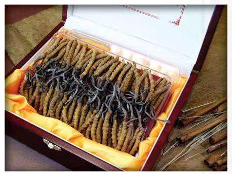 新城街道冬虫夏草回收